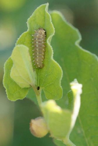 Zerynthia rumina