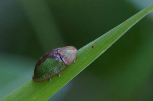 Réf. 71 776 : Cassida vibex