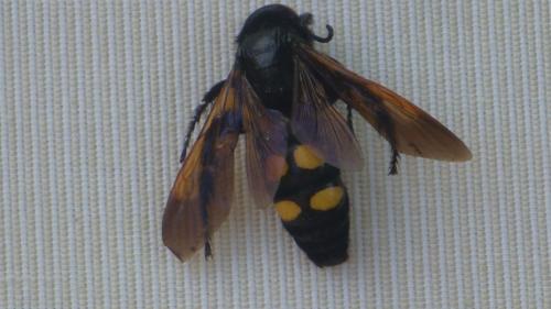 Megascolia maculata maculata
