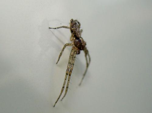 Réf. 71 889 : Tmarus sp.