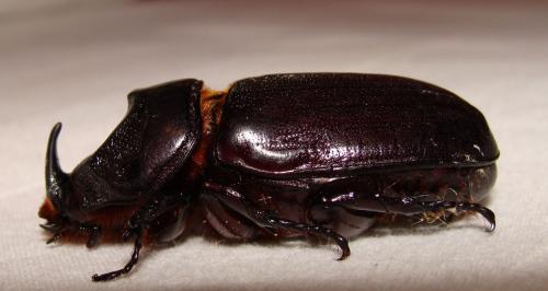Oryctes rhinoceros
