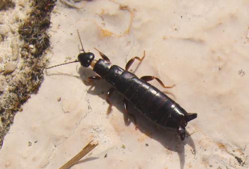 Euborellia moesta