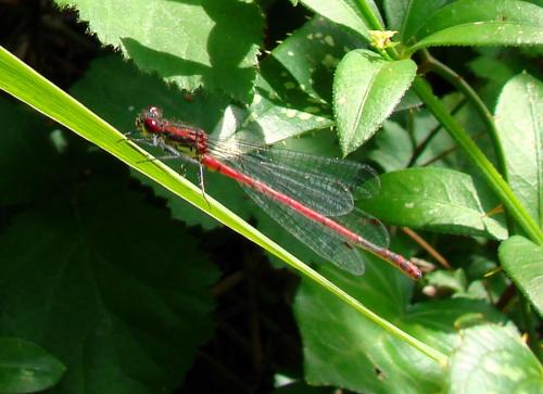 Pyrrhosoma nymphula