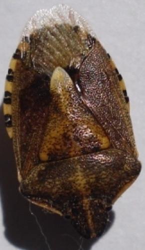 Réf. 71 612 : Dolycoris numidicus