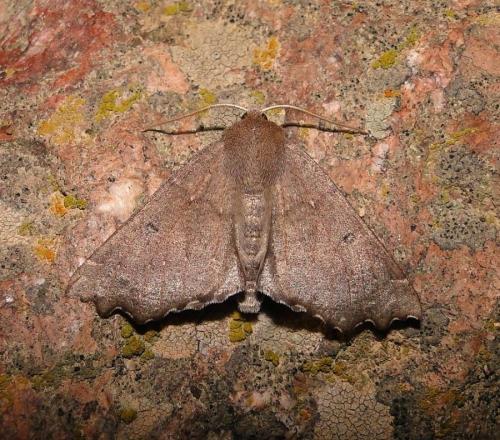 Réf. 71 199 : Odontopera bidentata