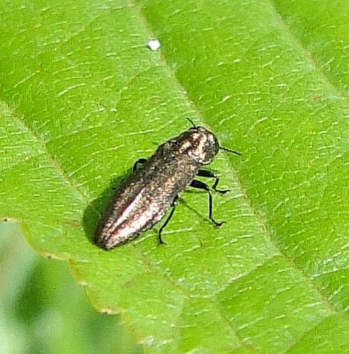 Coraebus elatus
