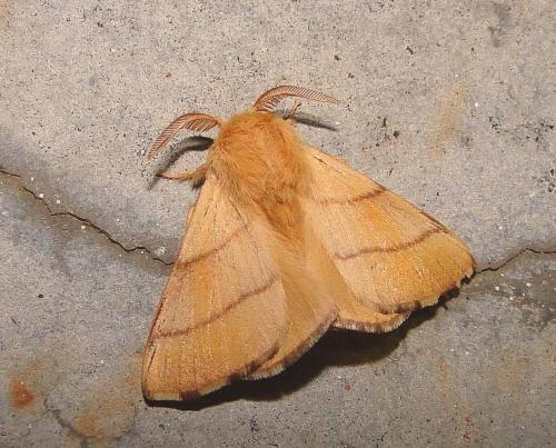 Réf. 71 871 : Malacosoma neustria