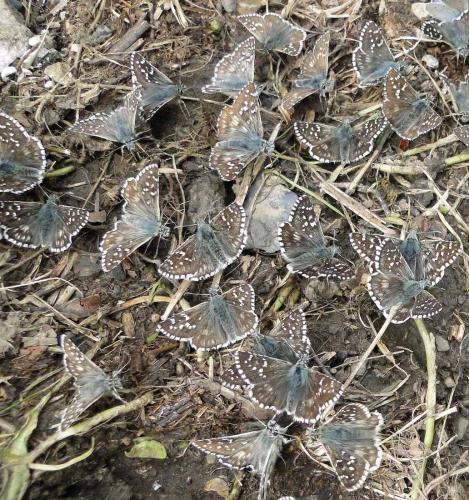 Pyrgus sp.