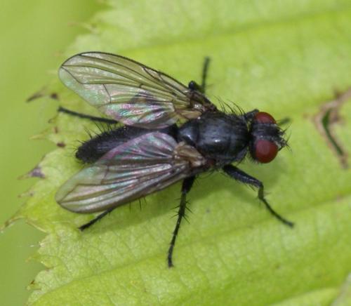 Melanomya nana