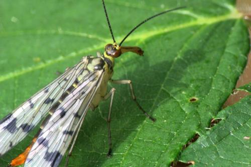 Panorpa communis