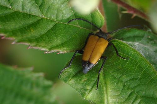 Stictoleptura fulva