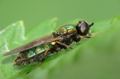 Réf. 71 884 : Chloromyia formosa