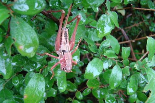 Decticus albifrons