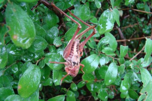 Decticus albifrons
