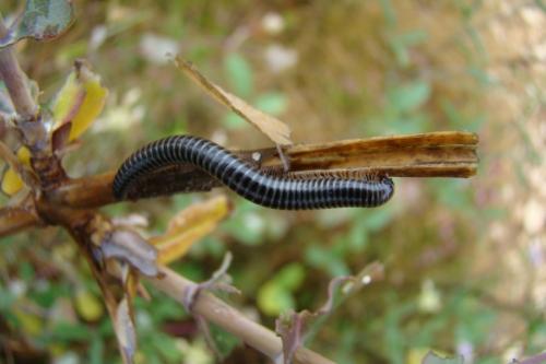 Ommatoiulus sabulosus aimatopodus