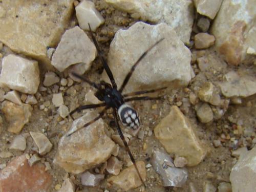 Steatoda sp.