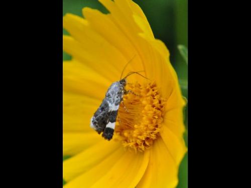Acontia lucida