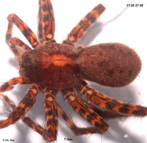 Pardosa amentata