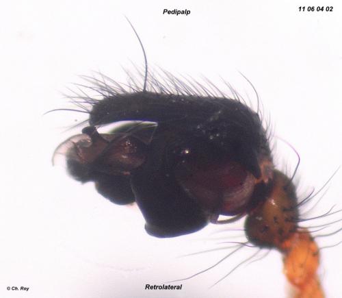 Neriene radiata