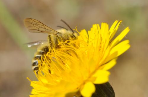 Dasypoda hirtipes