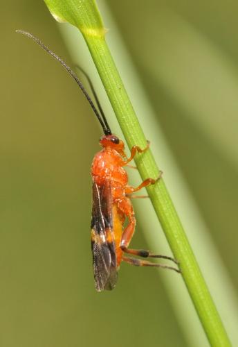 Réf. 71 923 : Cremnops desertor