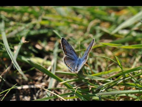 Polyommatus icarus