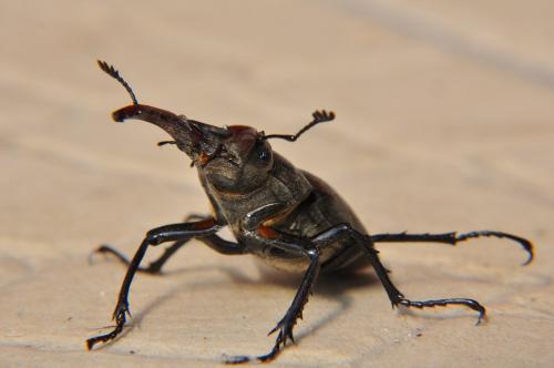 Lucanus cervus