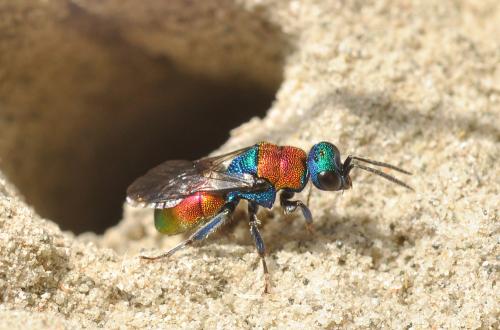 Hedychrum nobile