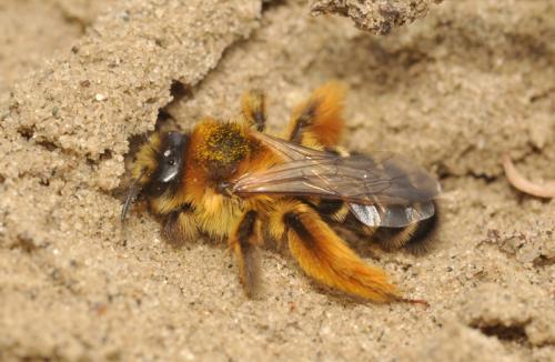 Dasypoda hirtipes
