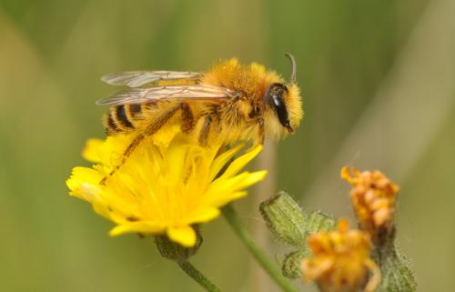 Dasypoda hirtipes