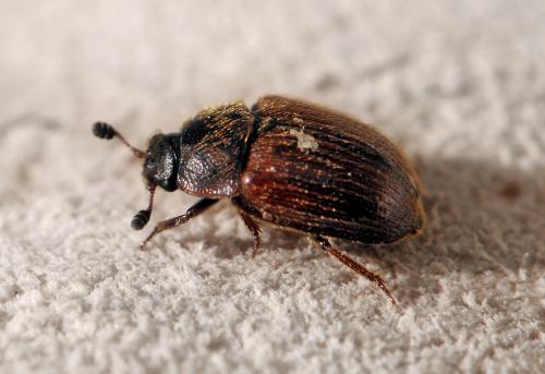 Pocadius ferrugineus