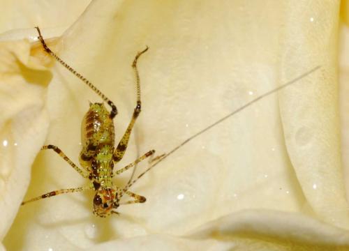 Phaneroptera sp.