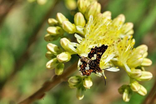 Thyris fenestrella