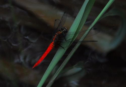 Orthetrum chrysis