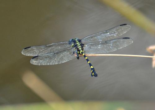 Réf. 71 687 : Ictinogomphus decoratus