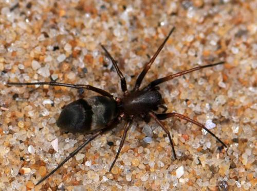 Réf. 71 338 : Micaria formicaria