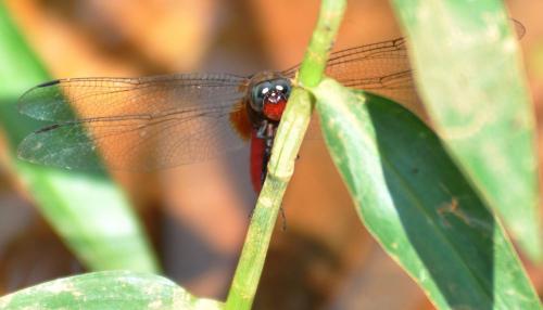 Orthetrum chrysis