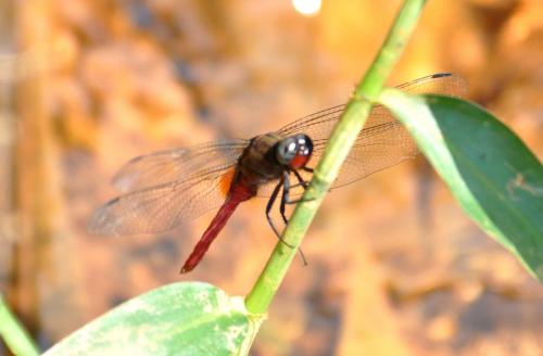 Orthetrum chrysis