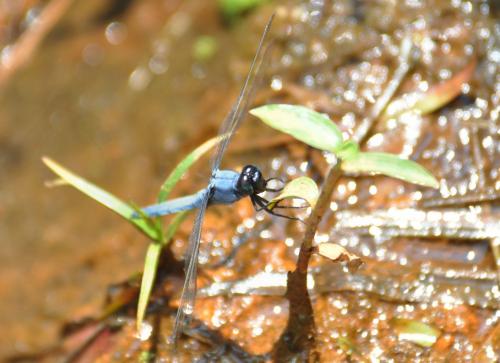 Orthetrum glaucum