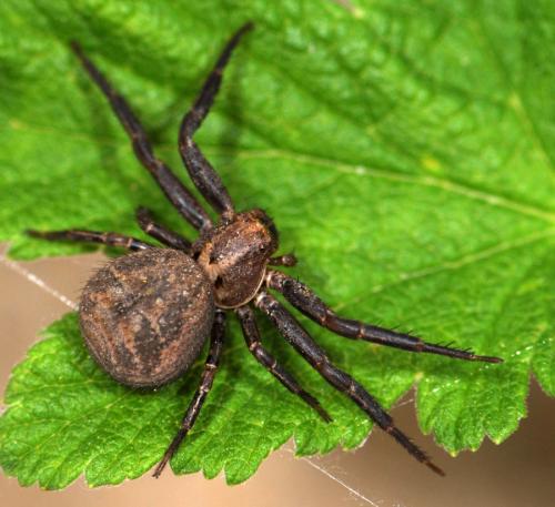 Xysticus kochi