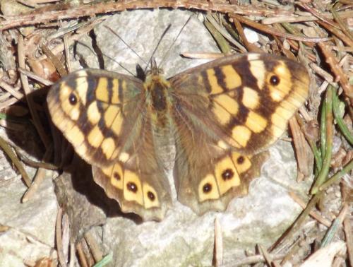 Pararge aegeria