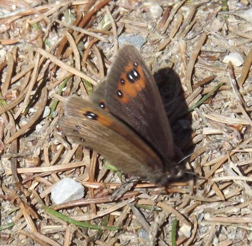 Erebia meolans