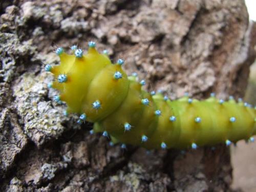 Saturnia pyri