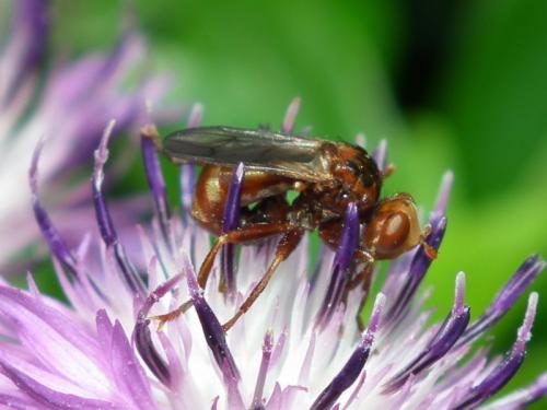 Sicus ferrugineus