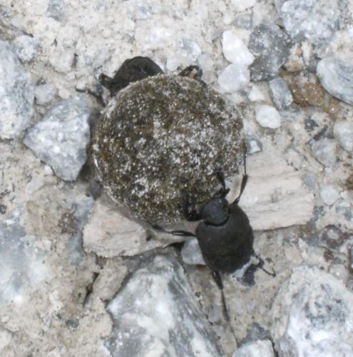 Sisyphus schaefferi