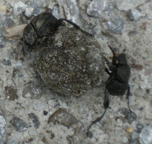 Sisyphus schaefferi
