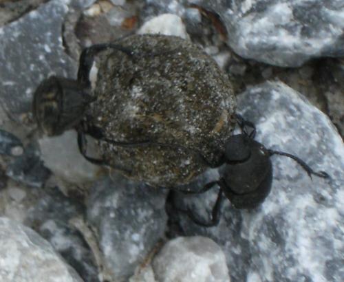 Sisyphus schaefferi