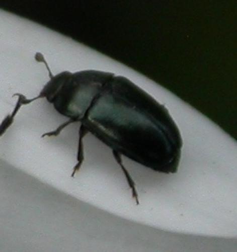Meligethinae