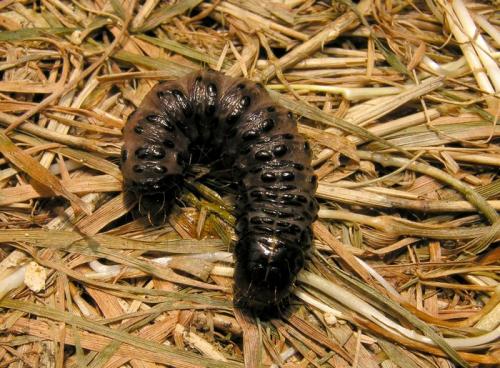 Réf. 71 298 : Apamea sp.