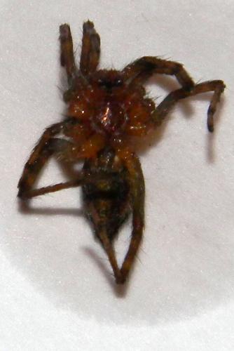 Réf. 71 073 : Agelena labyrinthica